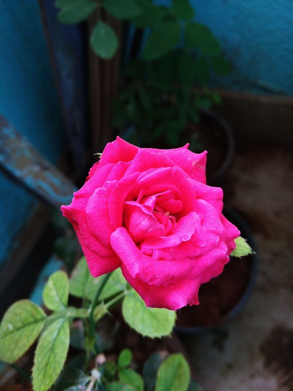 flower  rose  pink free photo