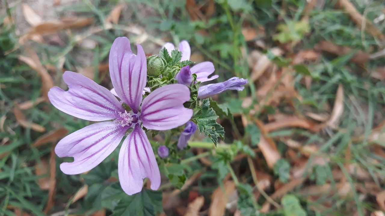 flower  violet  summer free photo