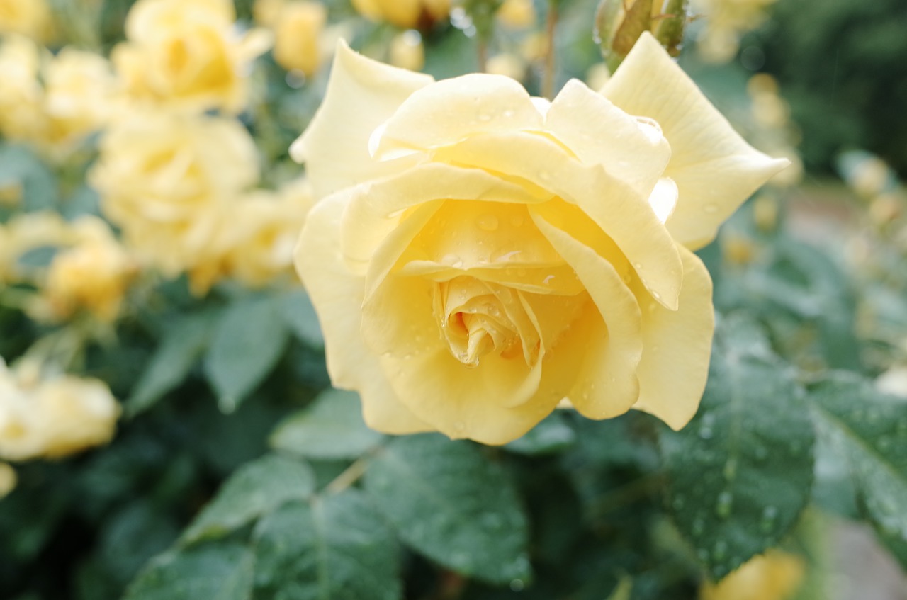 flower  roses  yellow roses free photo
