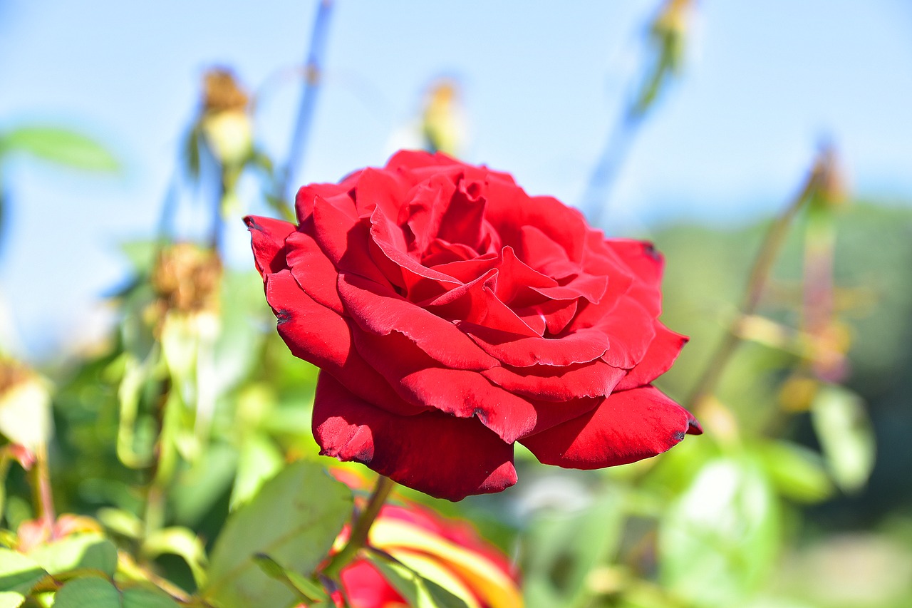 flower  garden  petals free photo