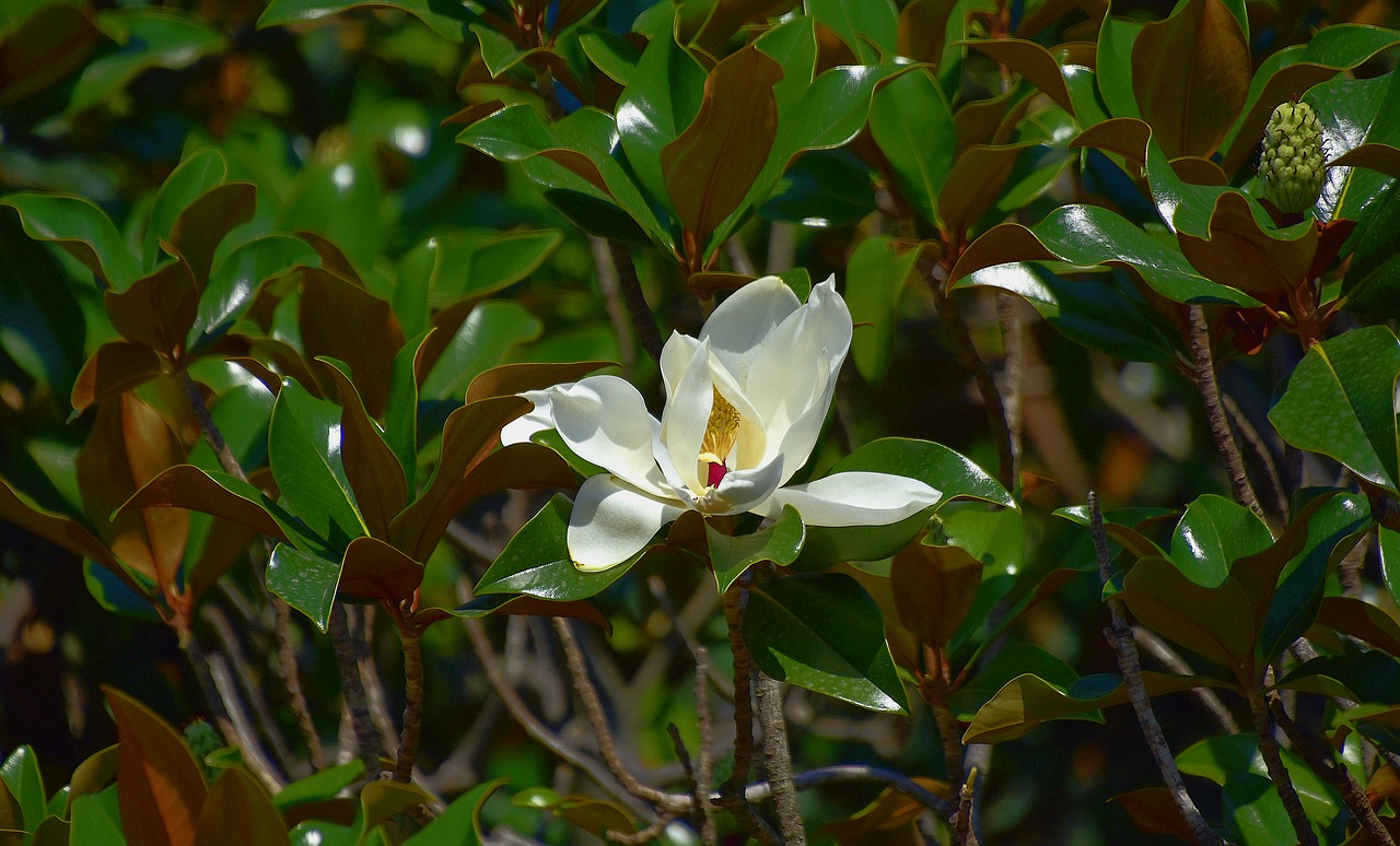 flower  garden  petals free photo