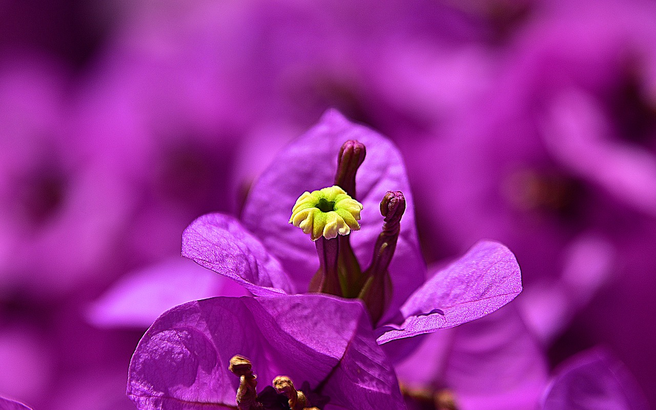 flower  garden  petals free photo