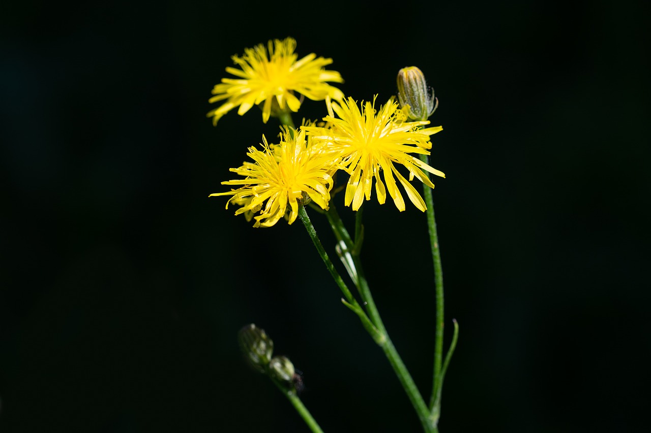 flower  yellow  flowers free photo