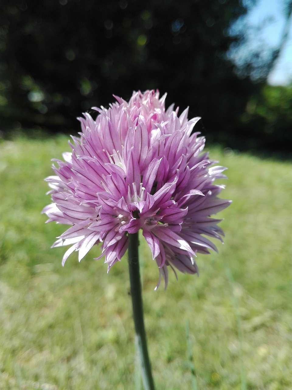 flower  violet  garden free photo