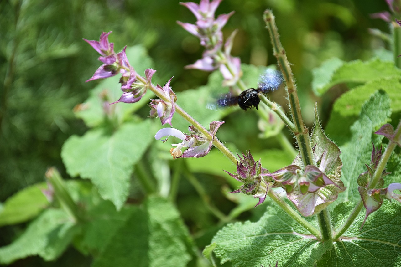 flower  insect  nature free photo