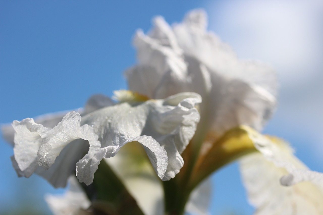 blossom bloom white iris flower free photo