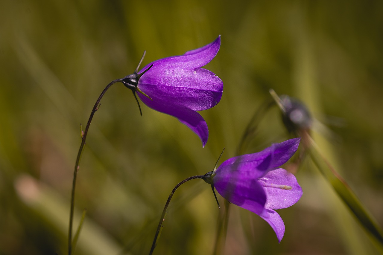 flower  purple  purple flower free photo