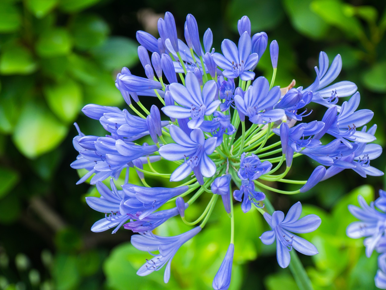 flower  blue  bright free photo