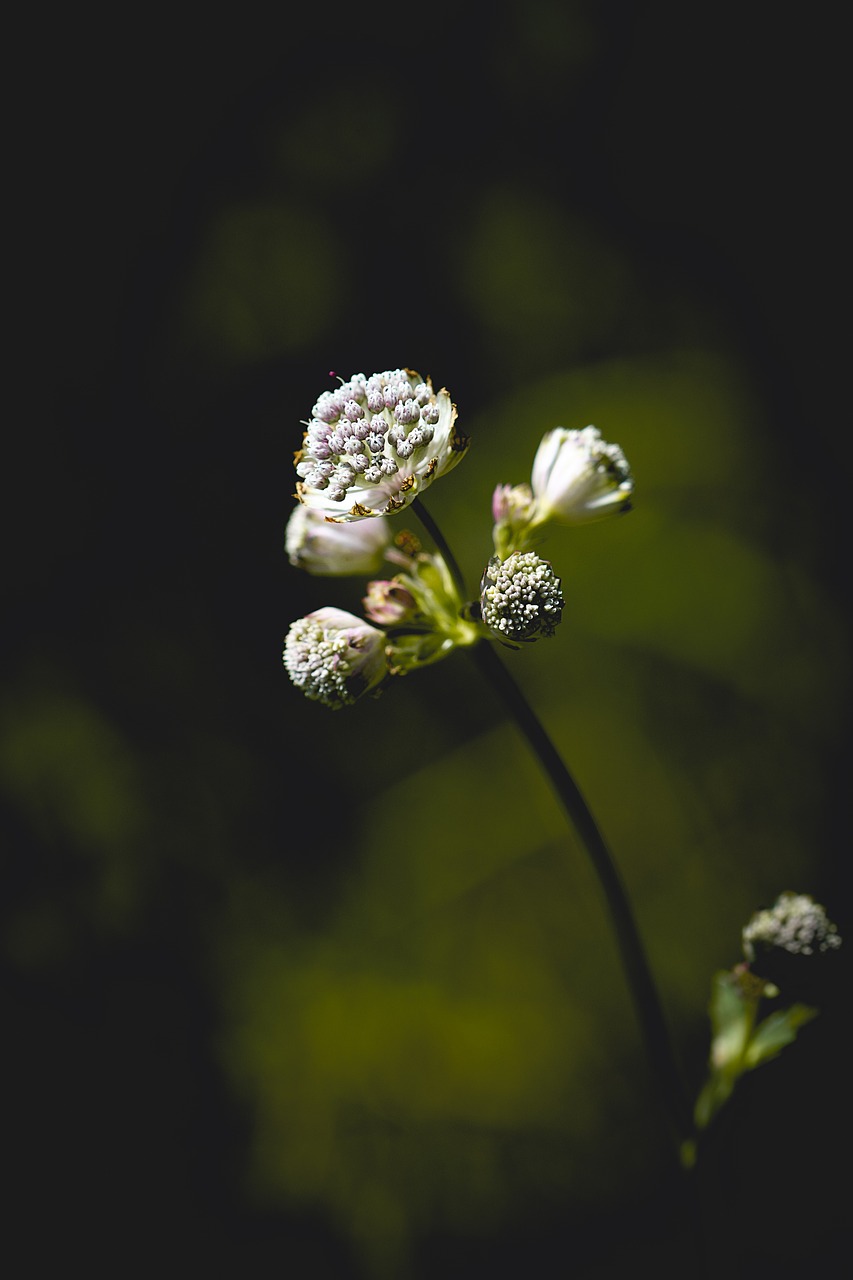 flower  blossom  bloom free photo