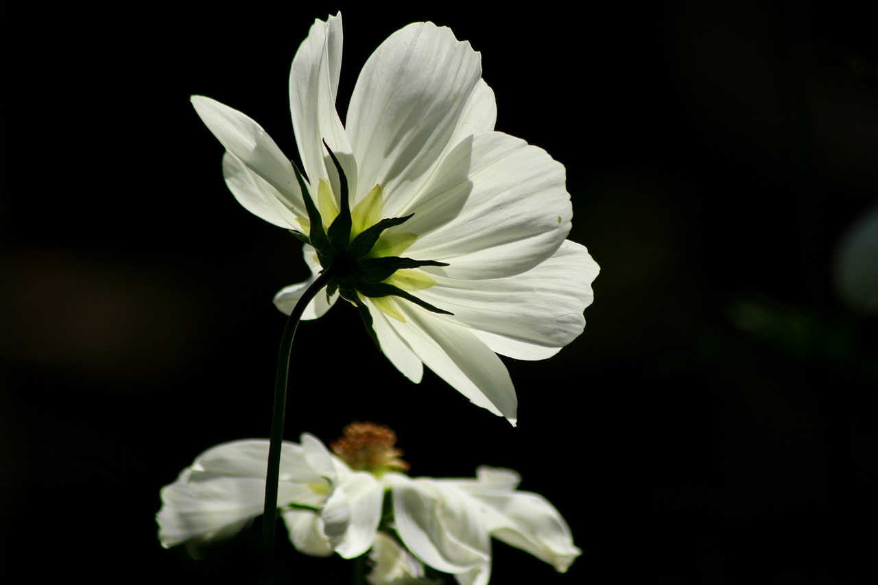 flower  white  plant free photo