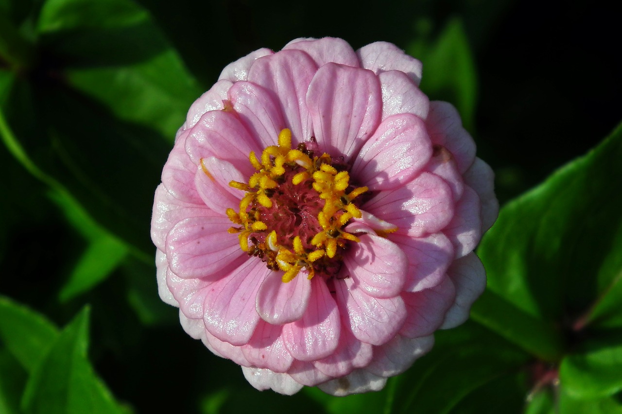 flower  zinnia  summer free photo