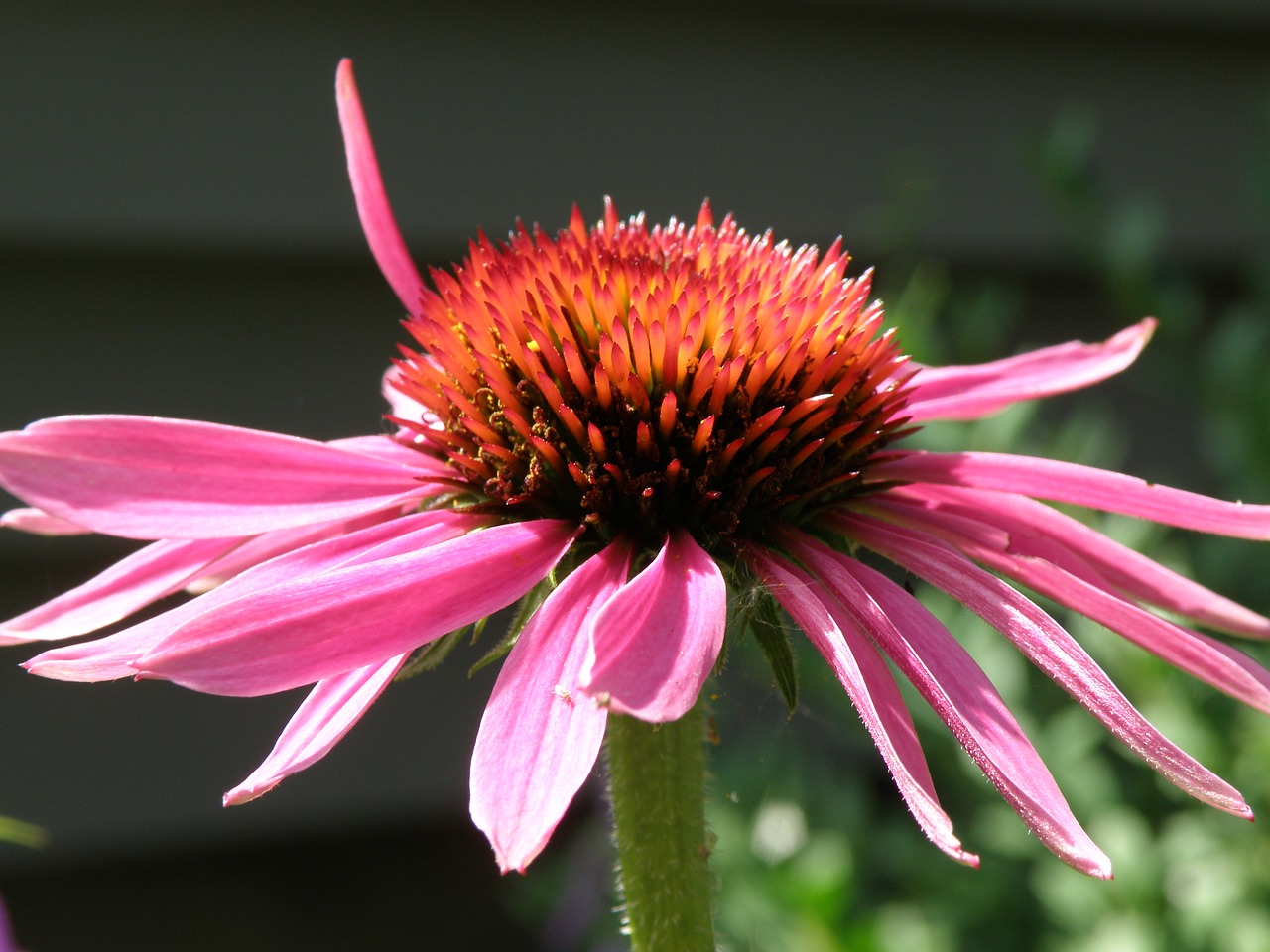 flower  coneflower  pink free photo