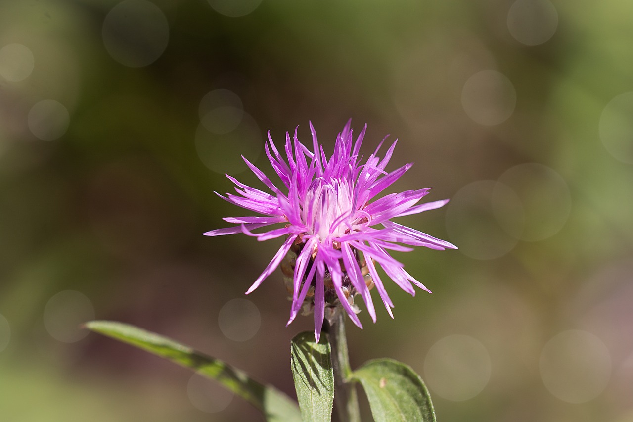 flower  purple  blossom free photo