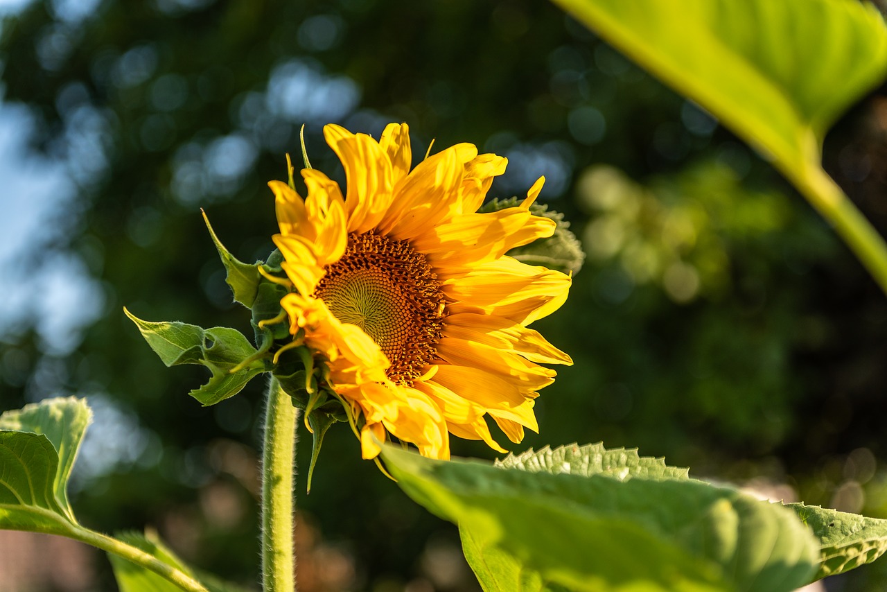 flower  sunflower  garden free photo