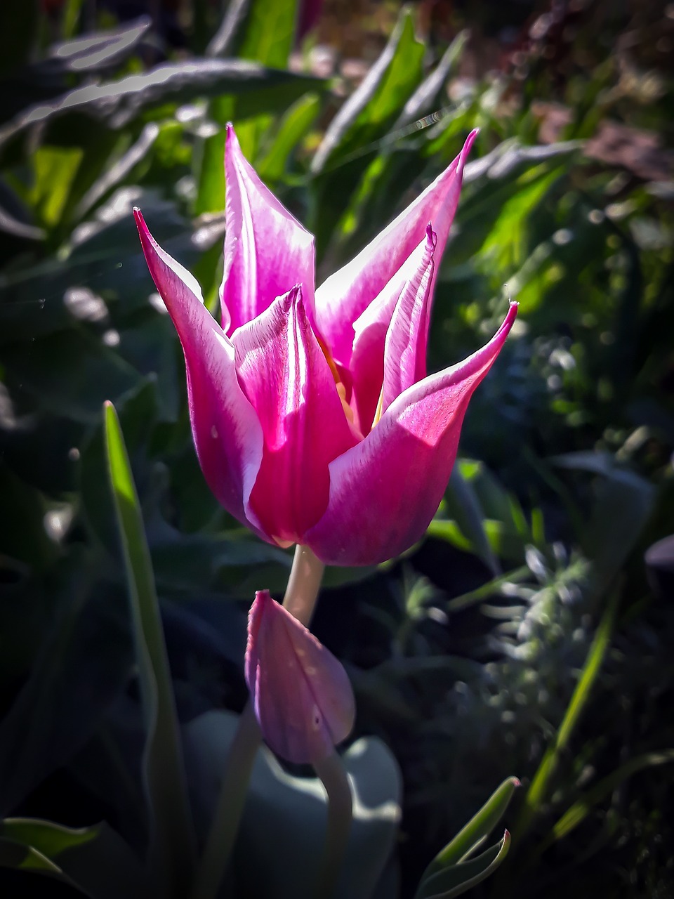 flower  tulip  rose free photo