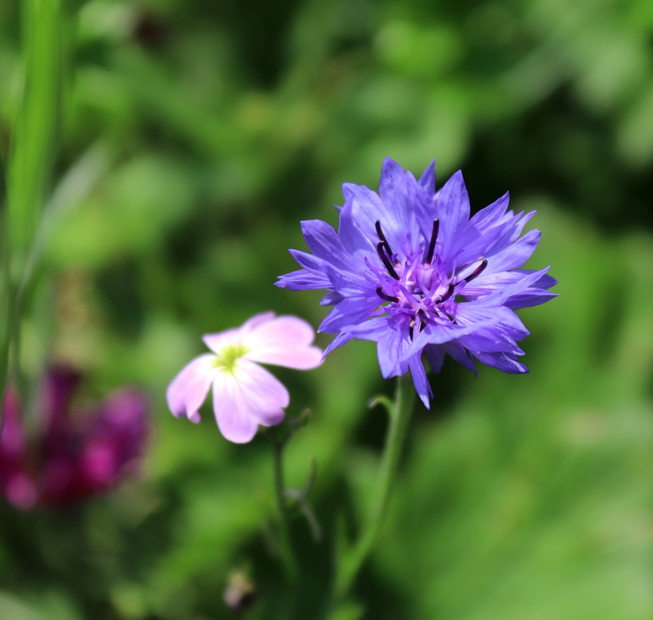 flower  blossom  bloom free photo