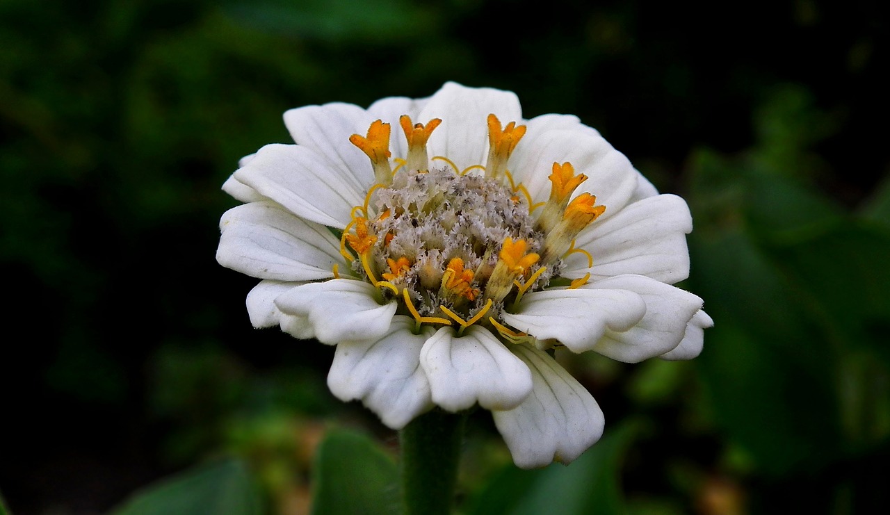 flower  zinnia  summer free photo