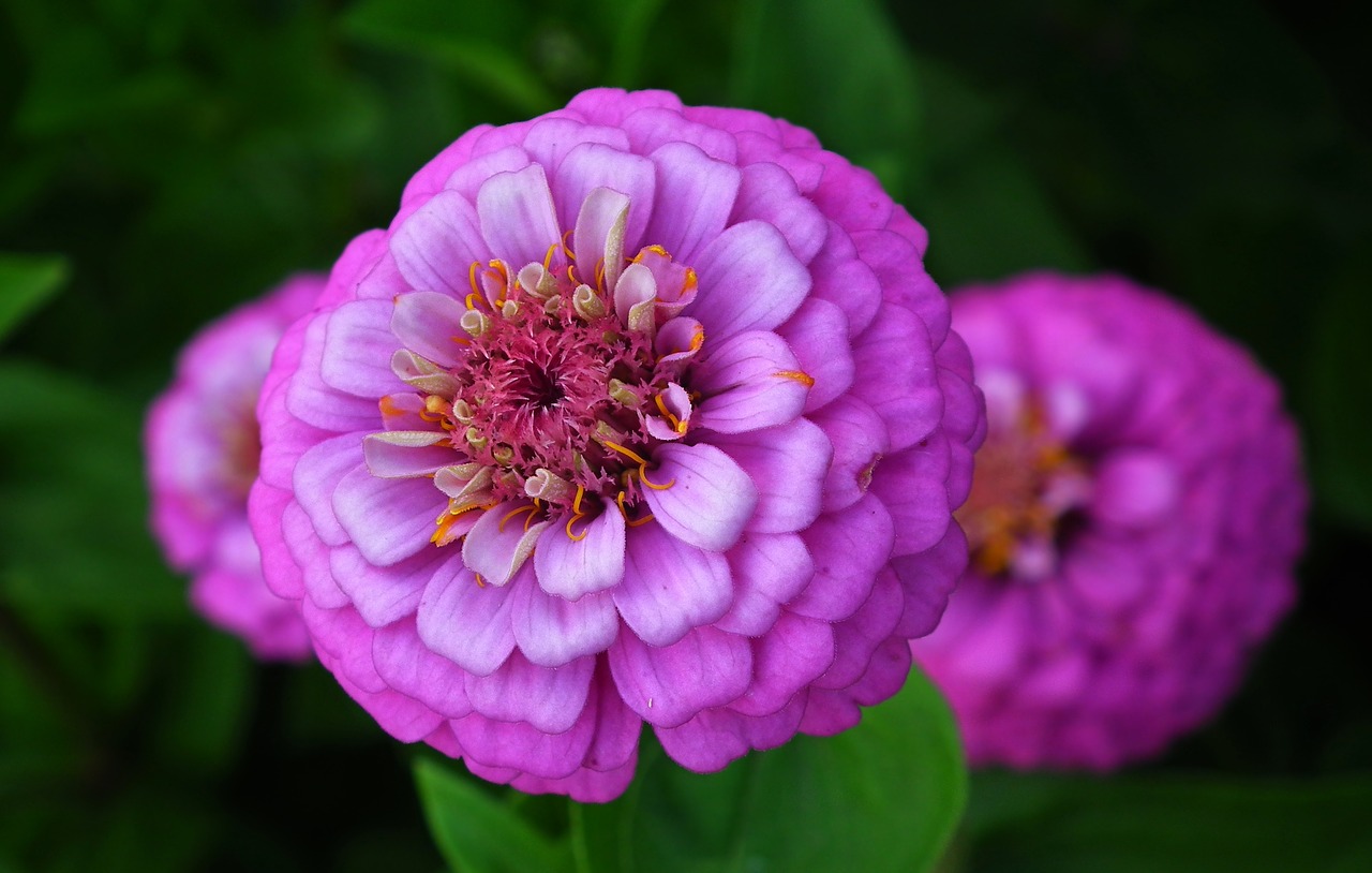 flower  zinnia  summer free photo