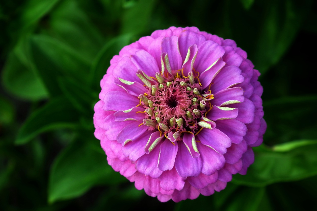 flower  zinnia  summer free photo