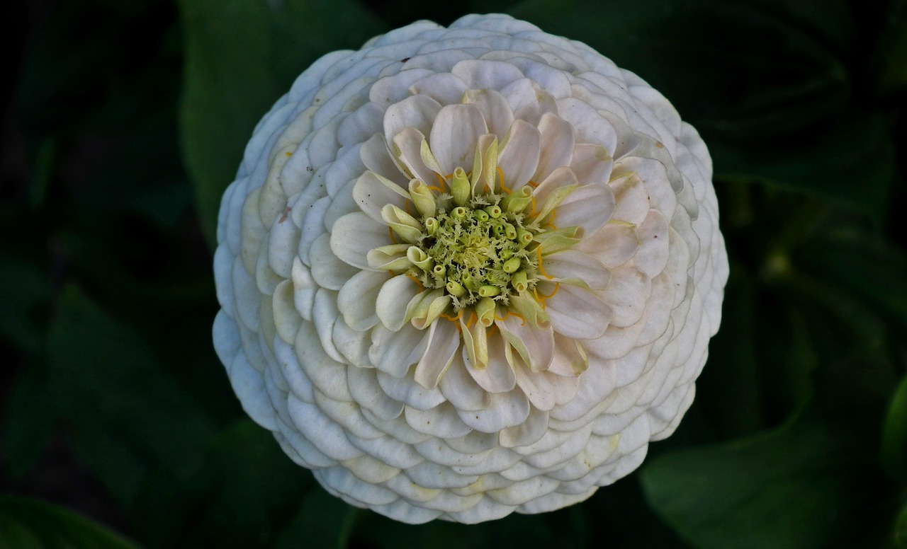 flower  zinnia  white free photo