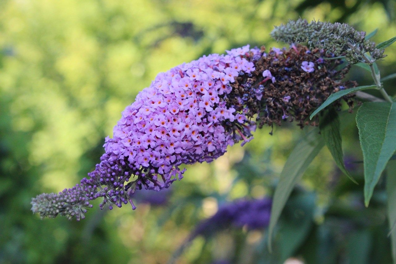 flower  purple  butterfly tree free photo