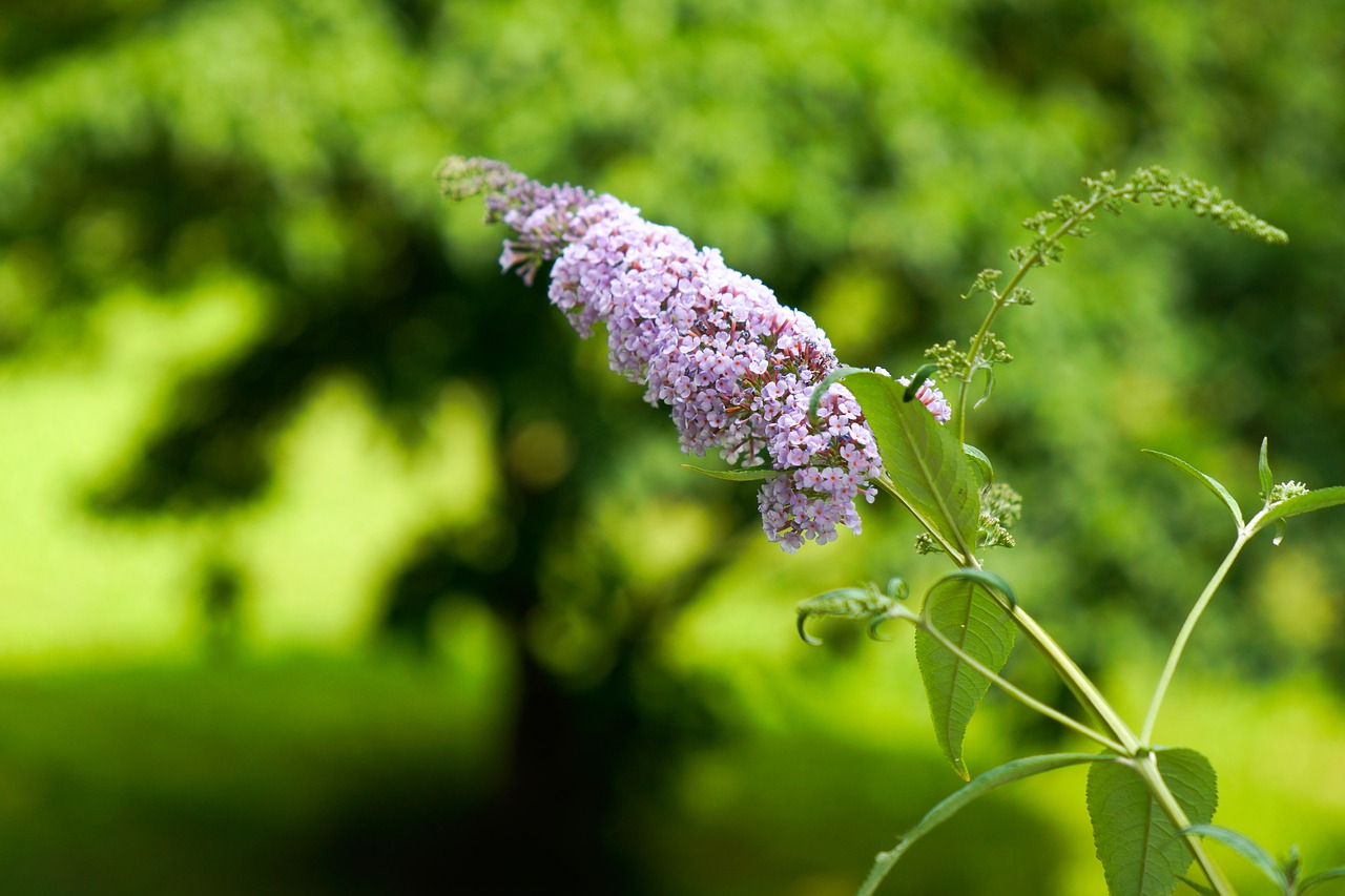 flower  nature  leaf free photo