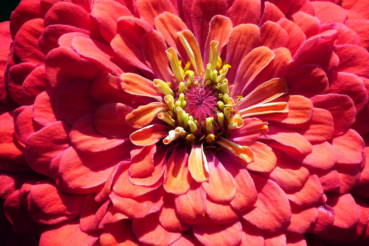 flower  zinnia  summer free photo