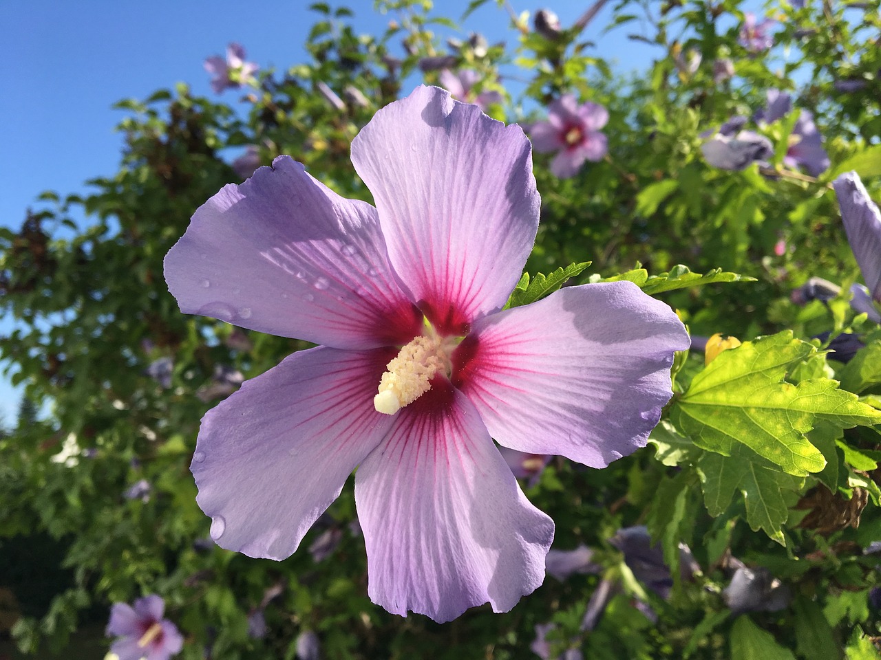 flower  hibiscus  garden free photo