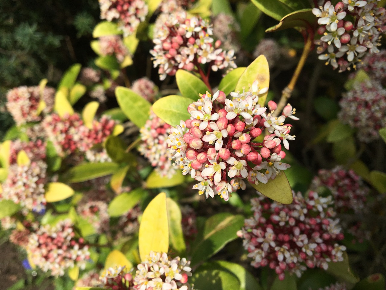 flower  garden  plant free photo