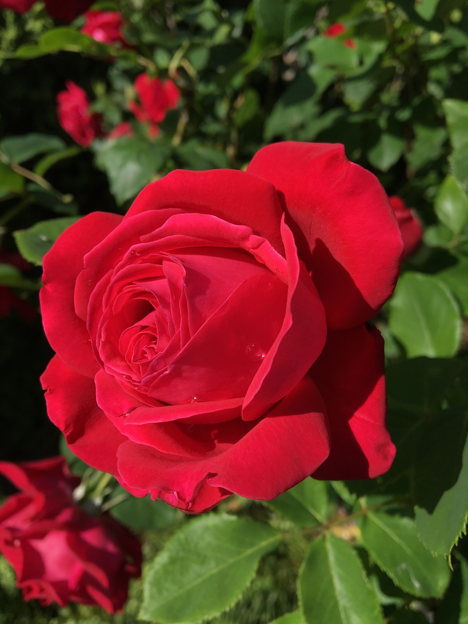 flower  rose  garden free photo