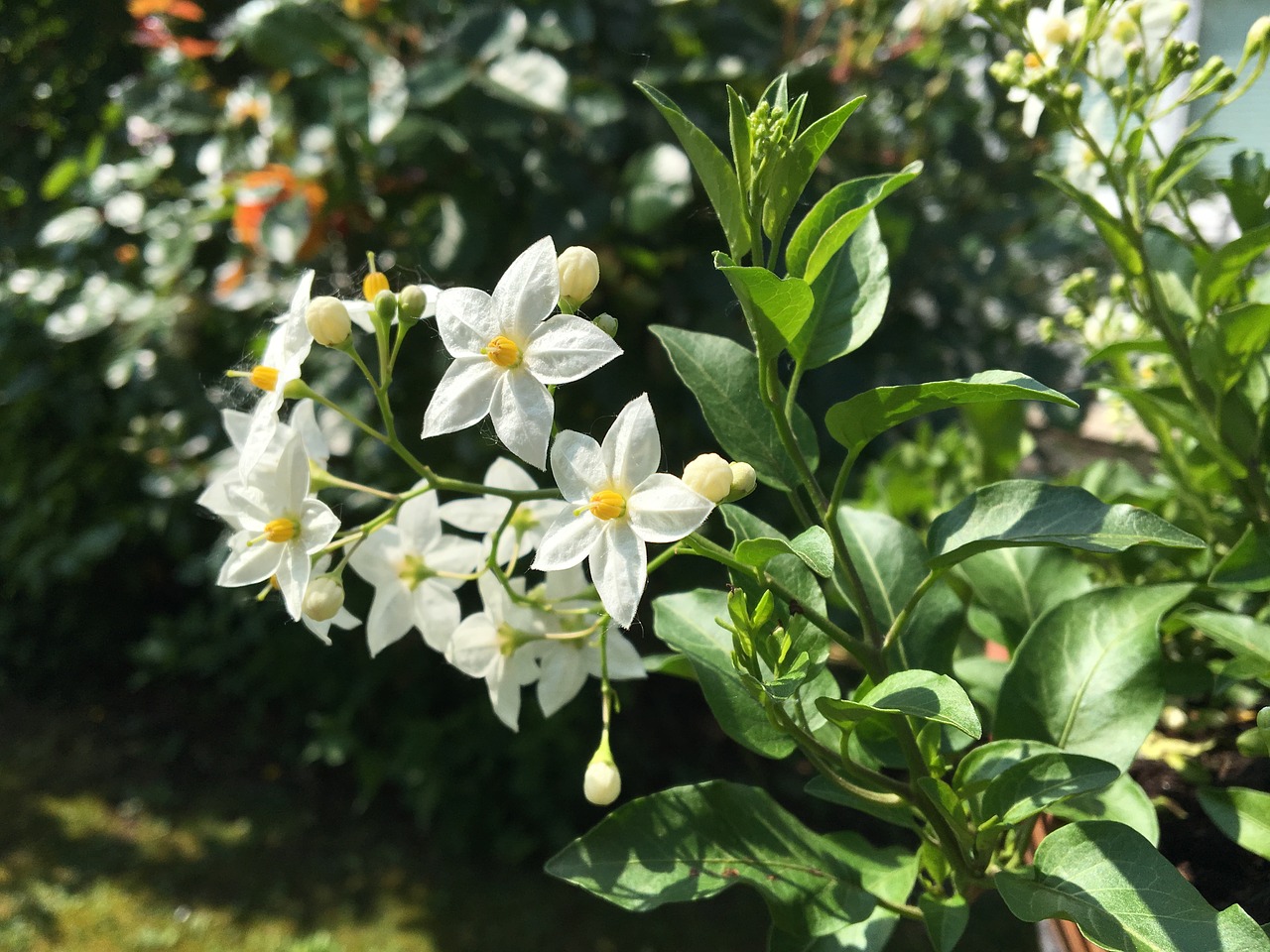 flower  jasmin  garden free photo