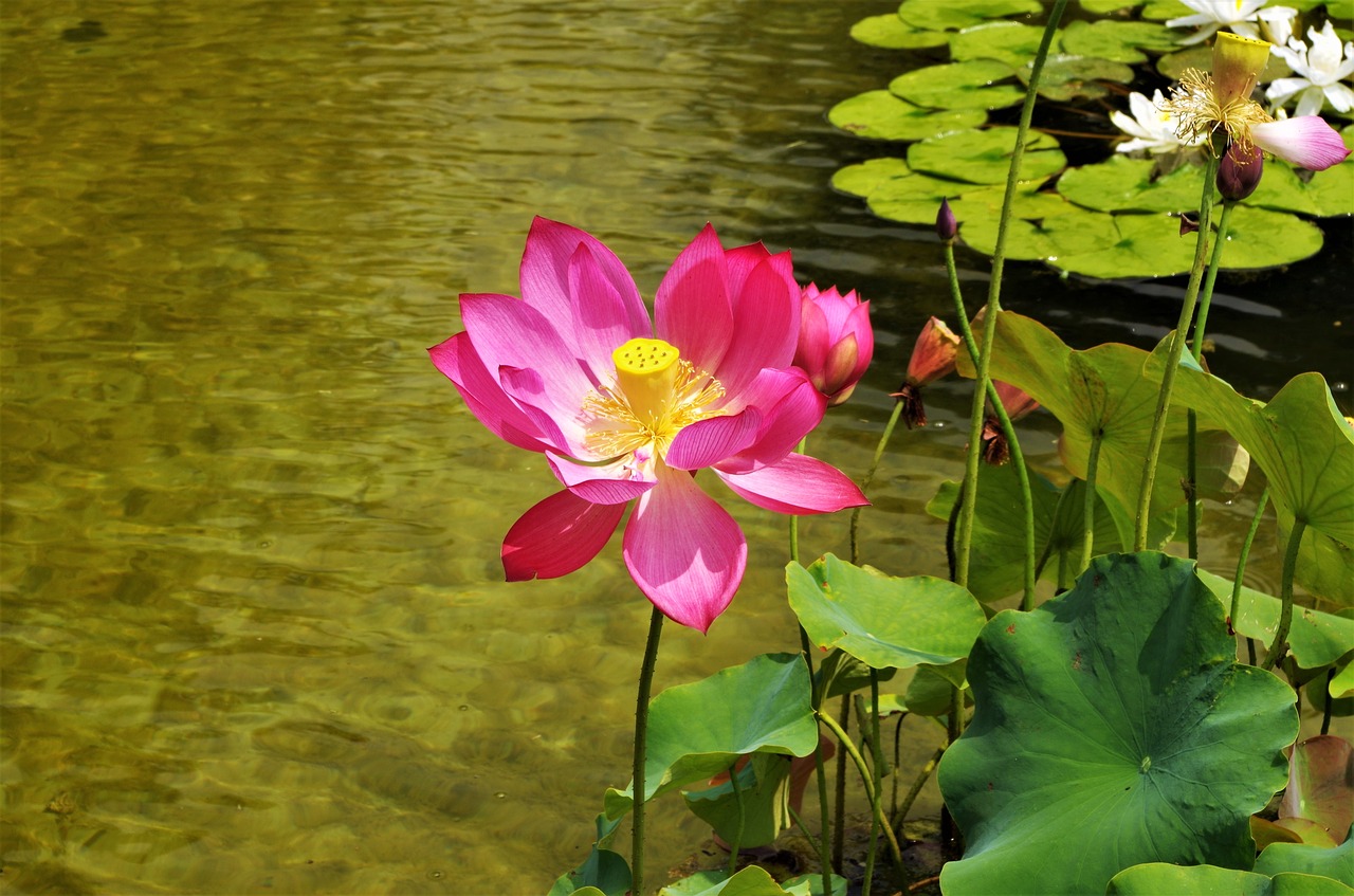 flower  water lilies  flower water free photo