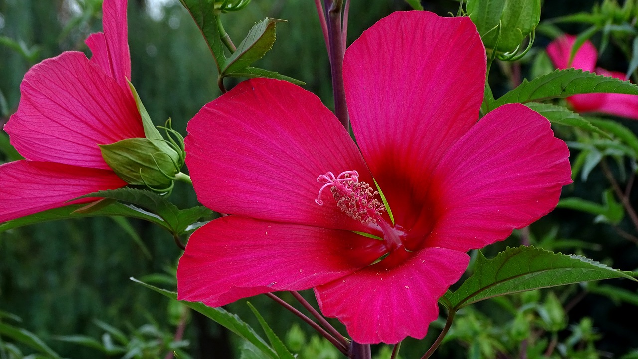 flower  pink  summer free photo