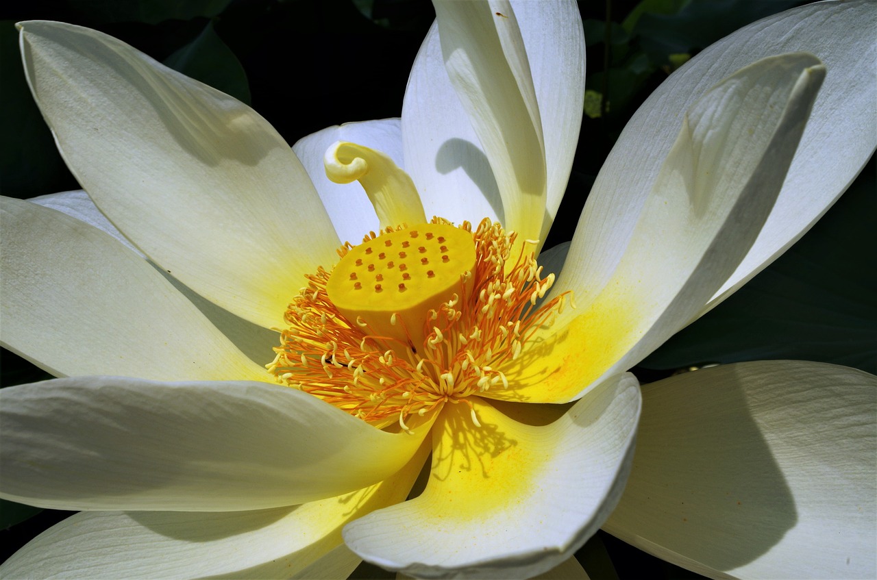 flower  white flower  petals free photo