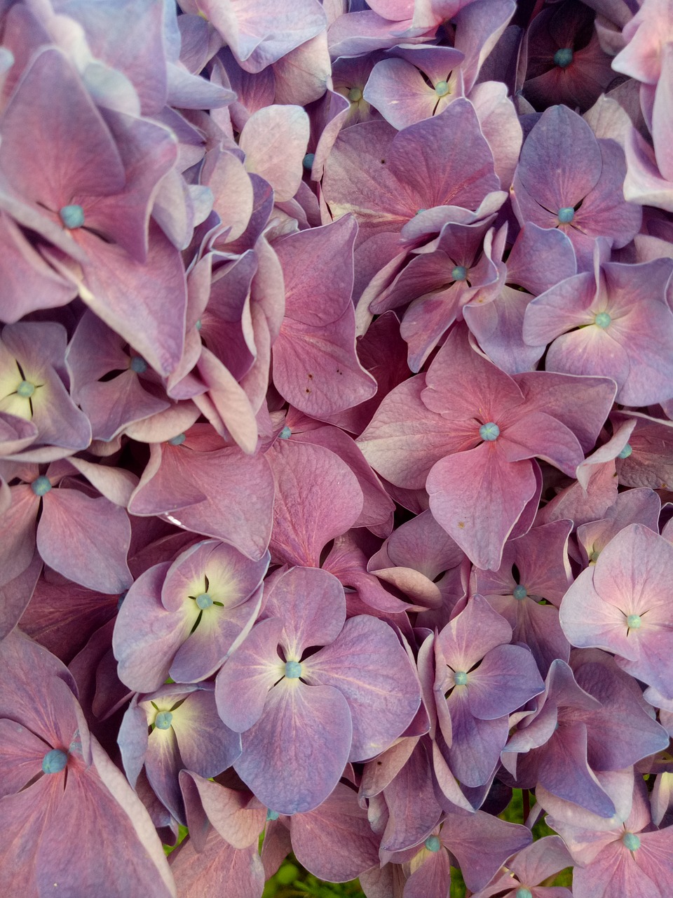 flower  hydrangea  violet free photo