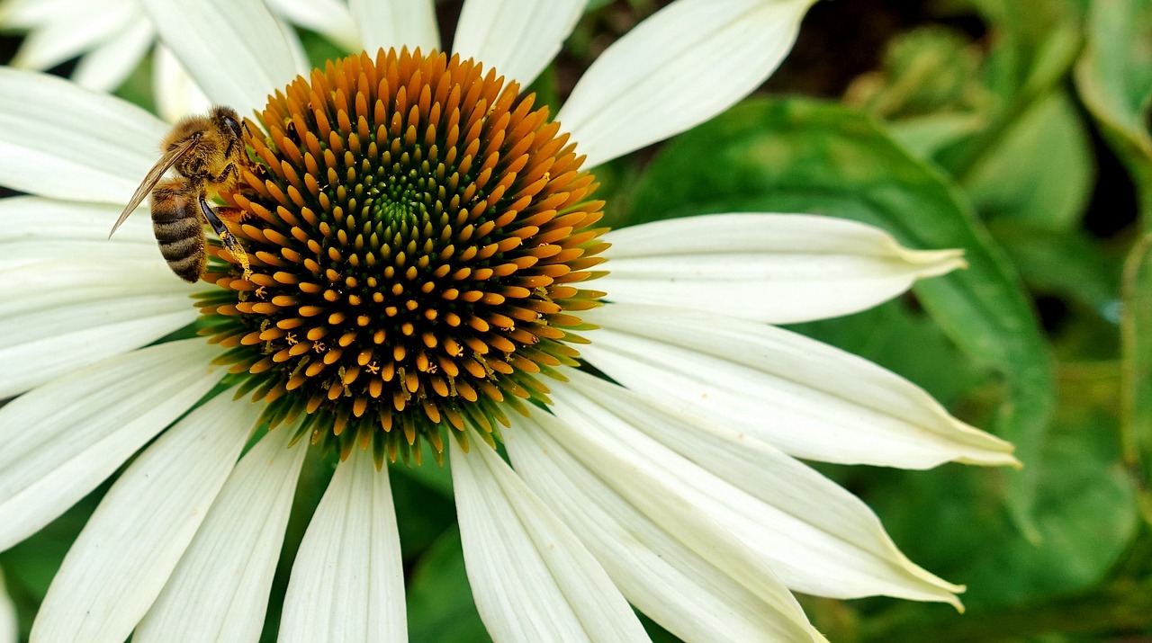 flower  summer  bee free photo