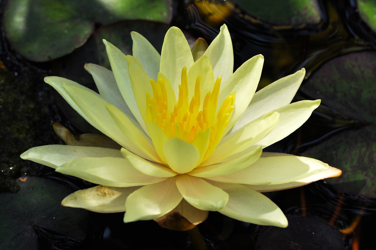 flower  lotus  water free photo