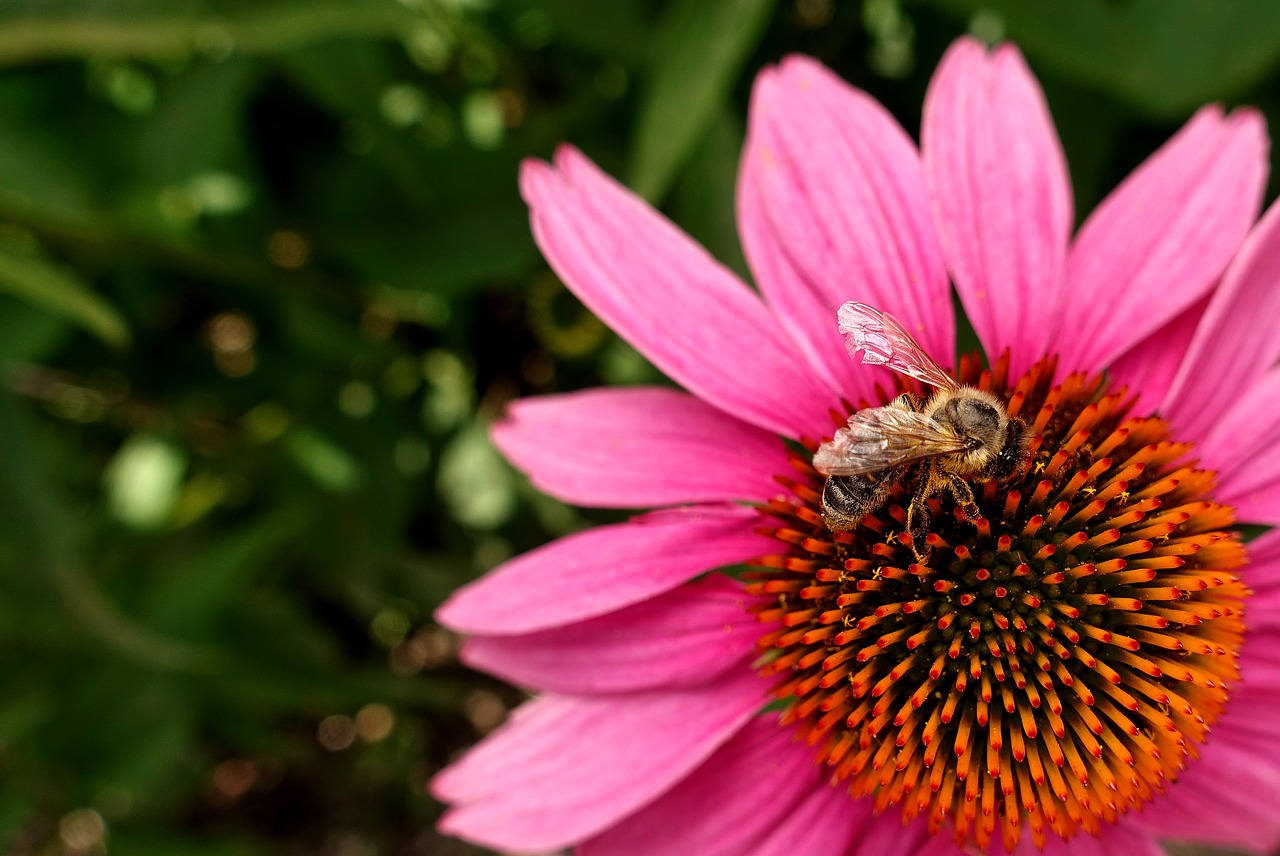 flower  summer  bee free photo