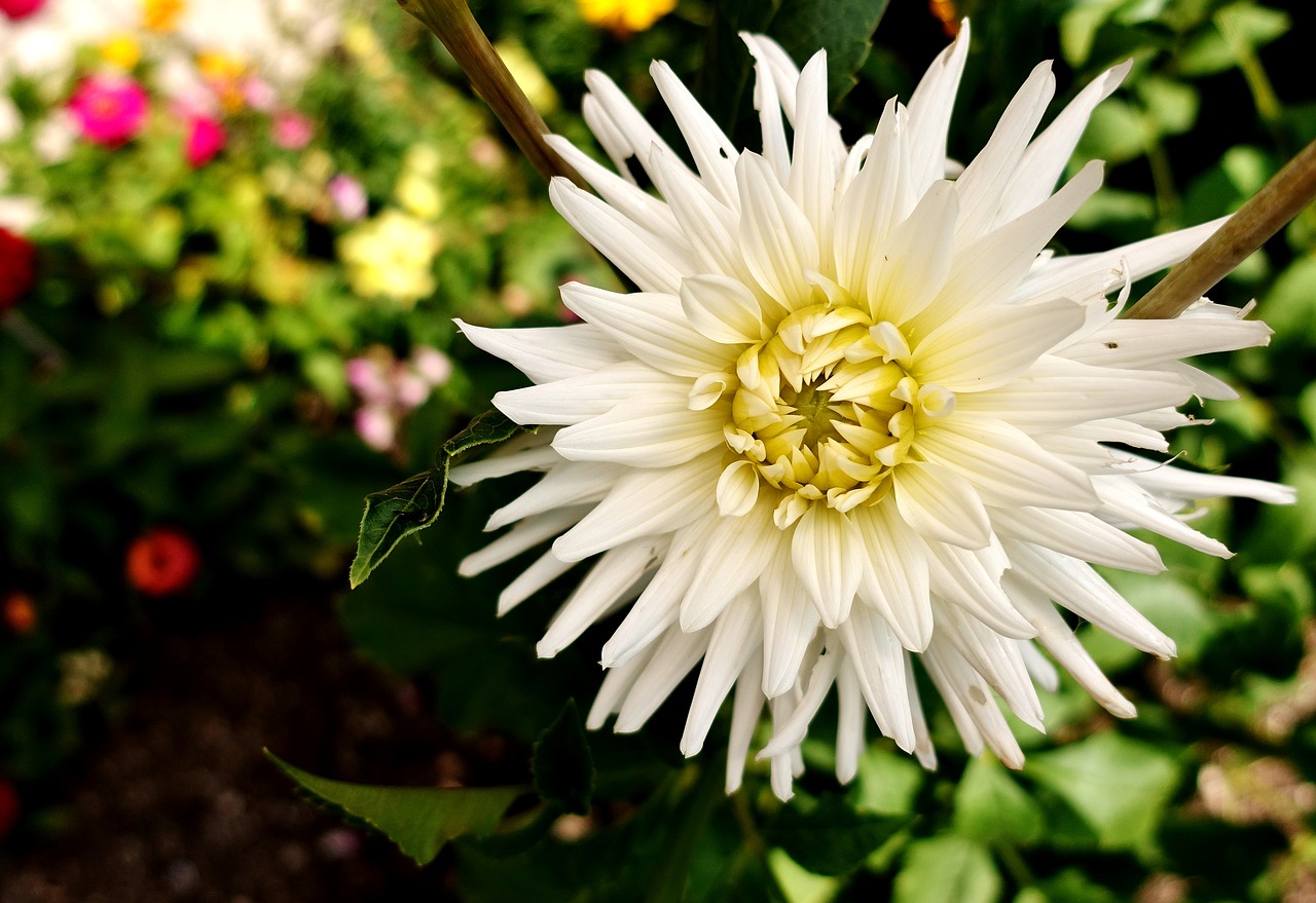 flower  white  summer free photo