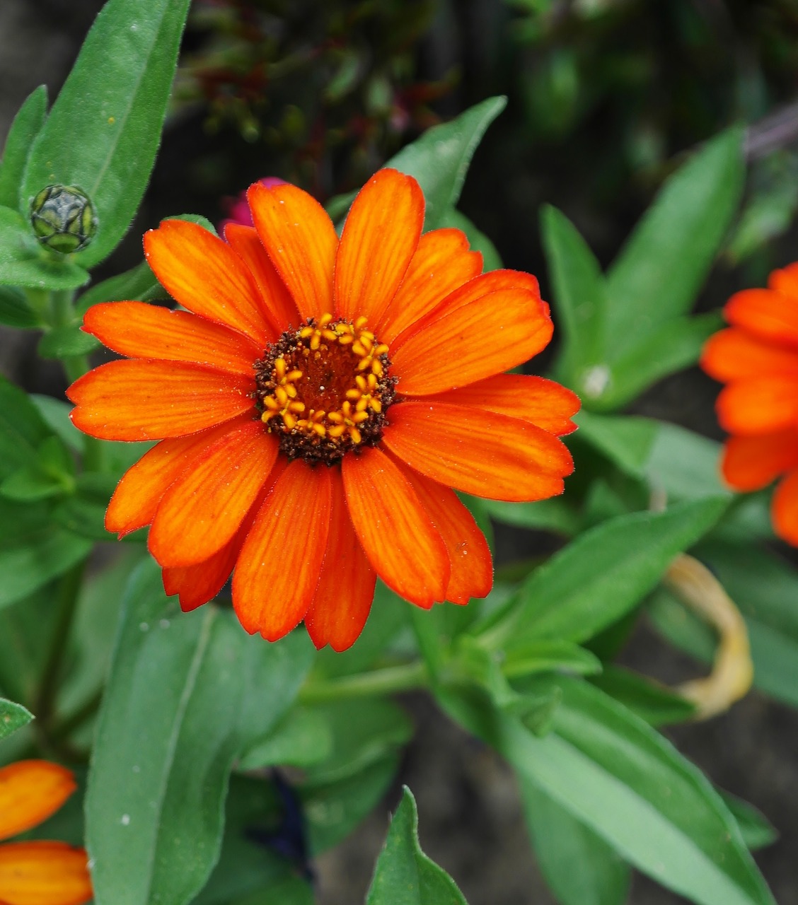 flower  orange  summer free photo