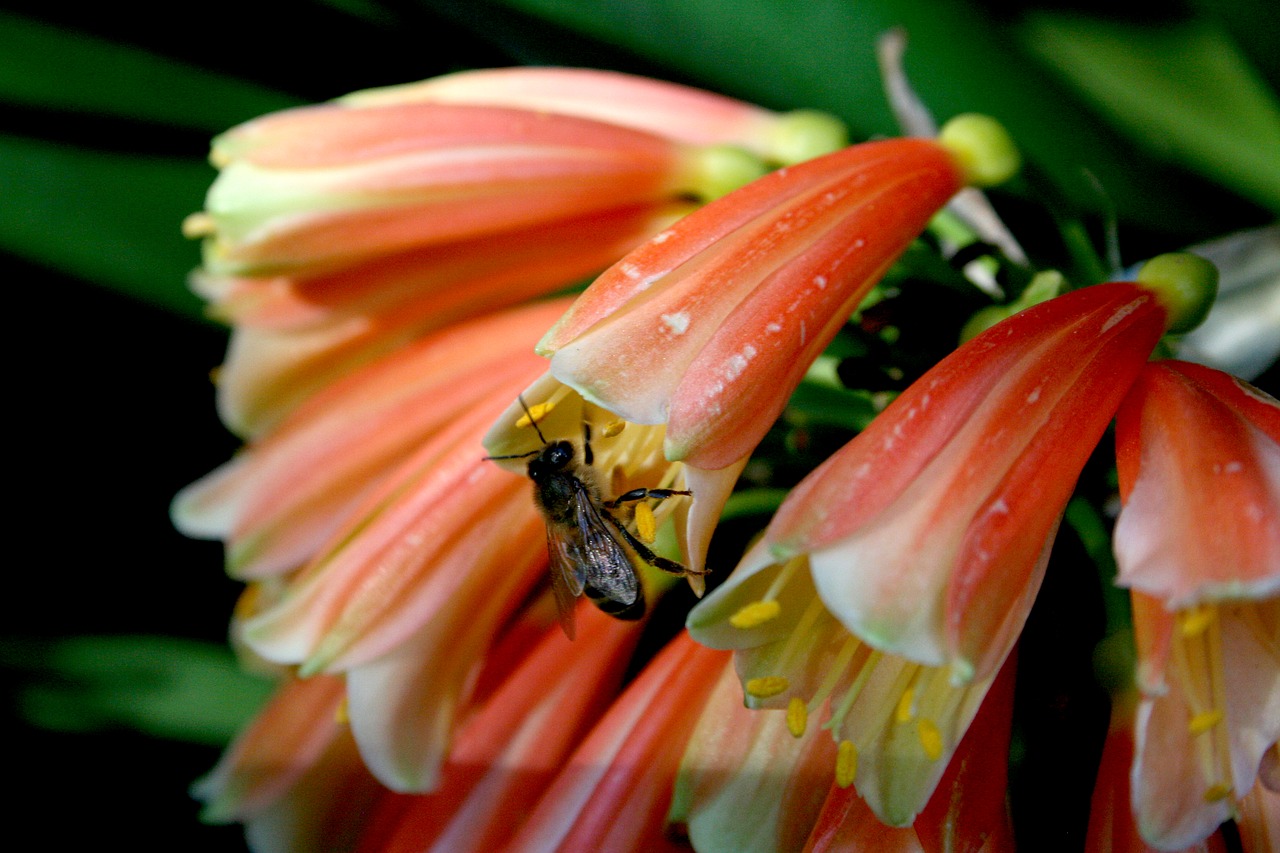 flower  bee  nature free photo