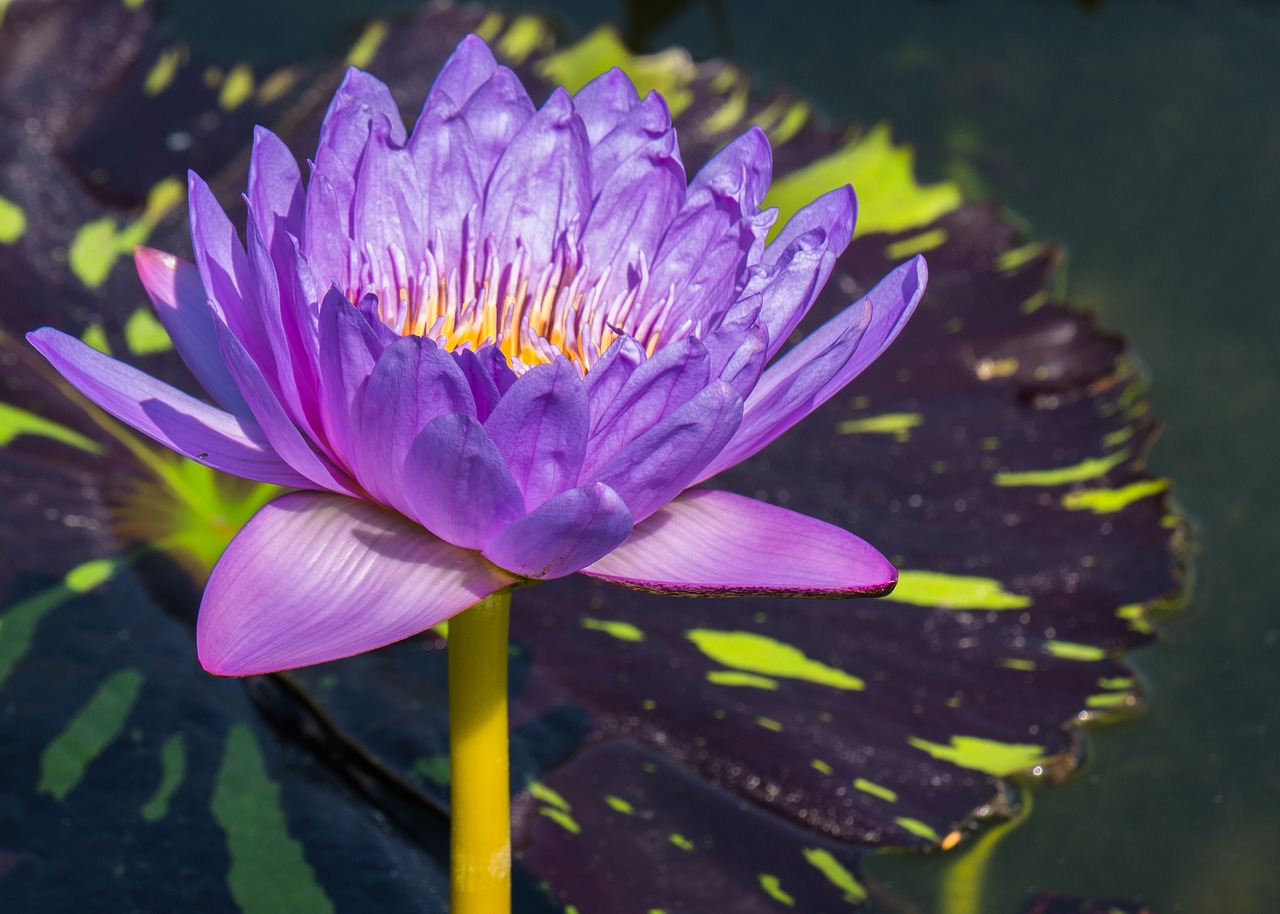 flower  water lily  aquatic plant free photo