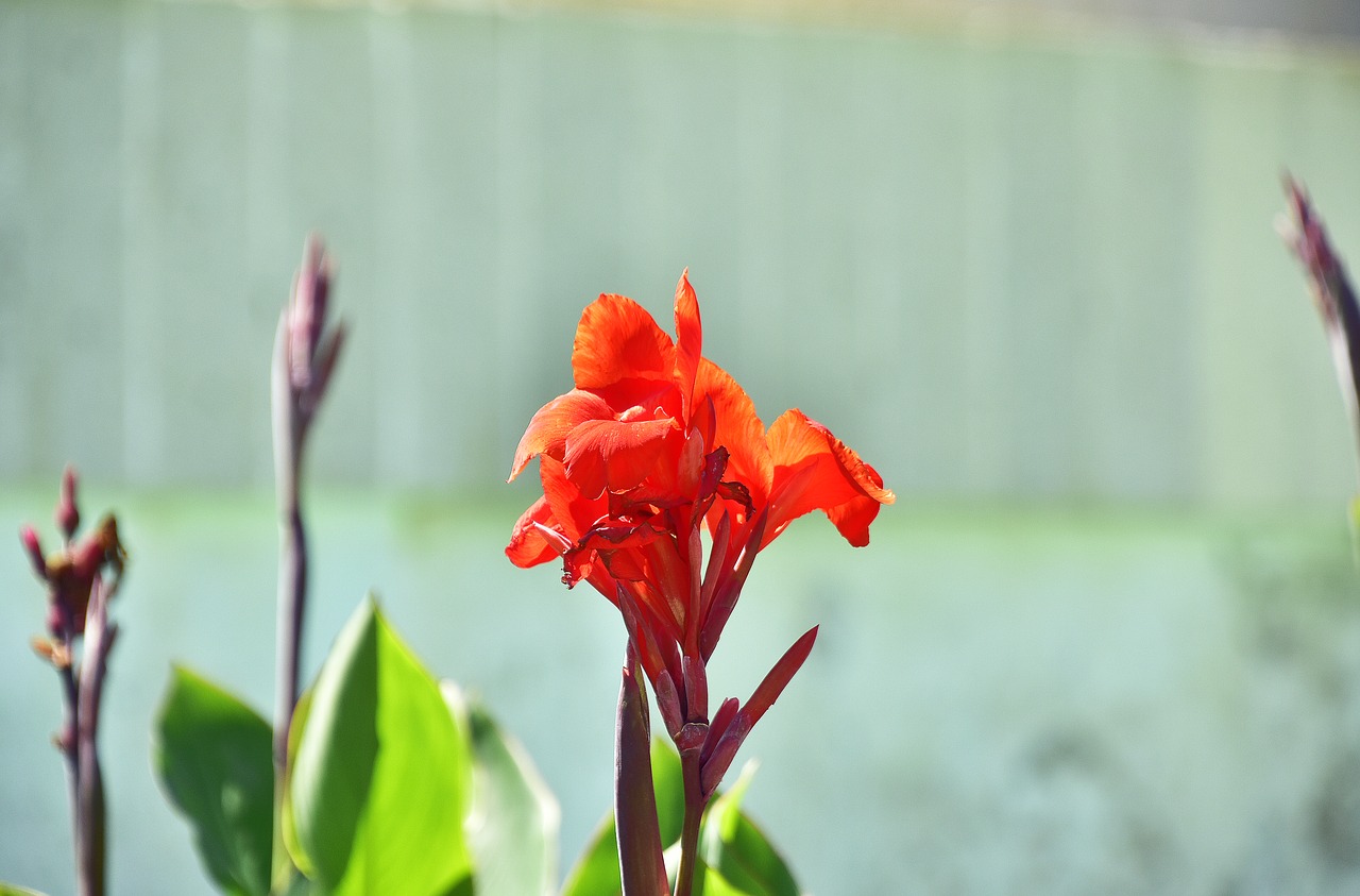 flower  garden  plant free photo