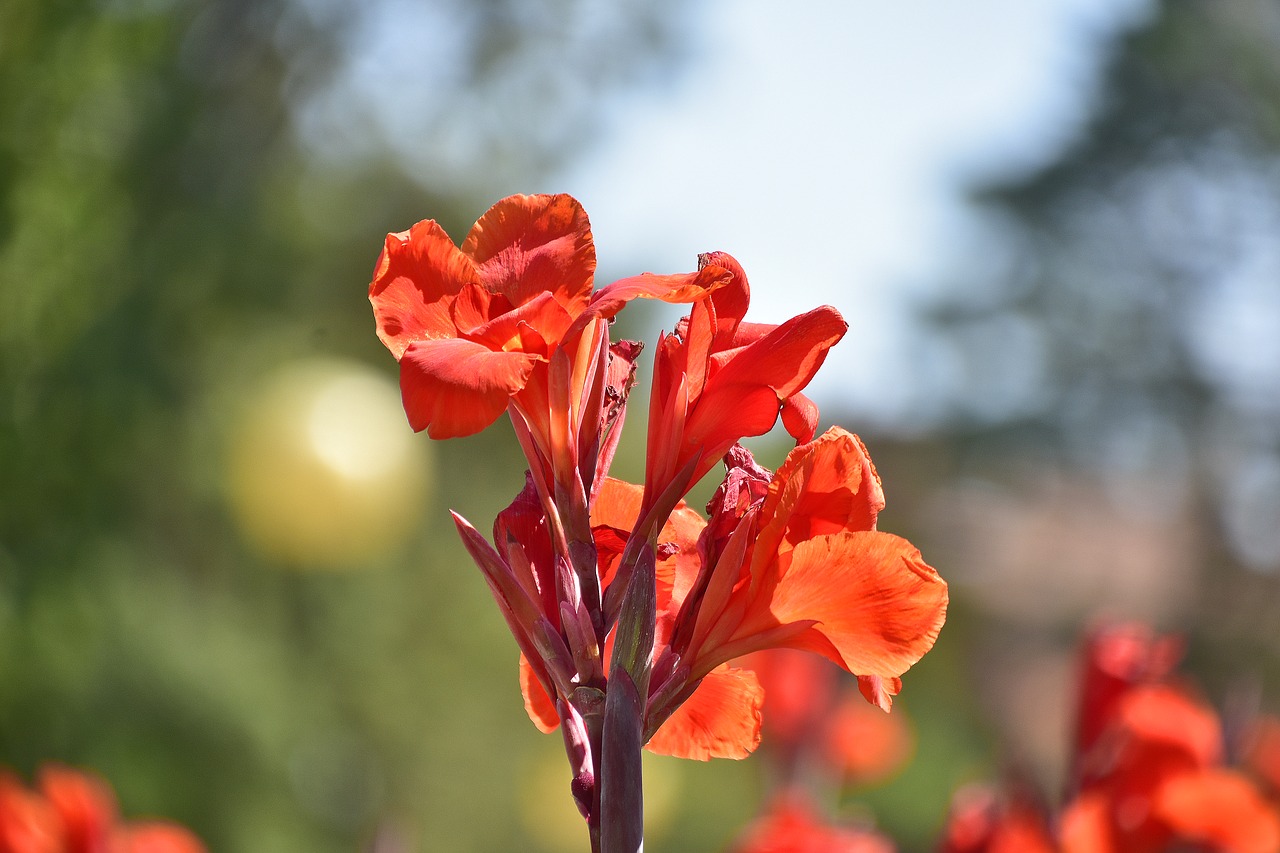 flower  garden  plant free photo