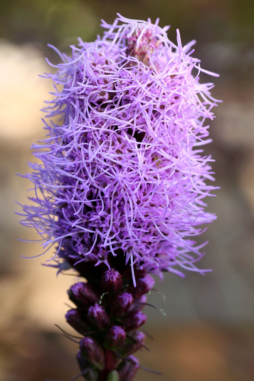 flower  garden  nature free photo