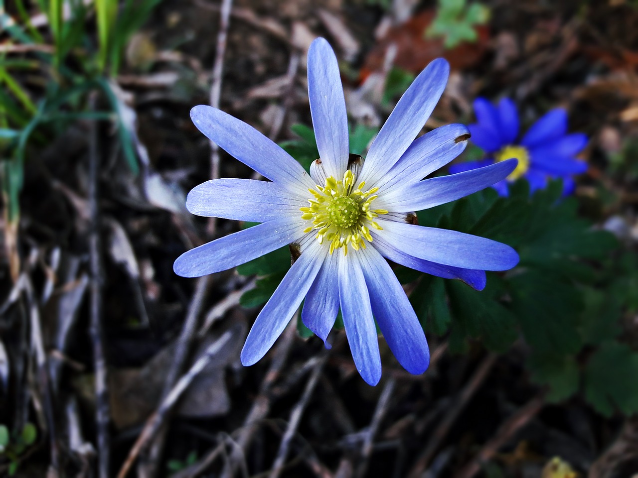 flower  grasshopper  meadow free photo