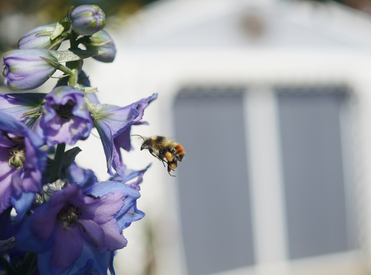 flower  bee  bumblebee free photo