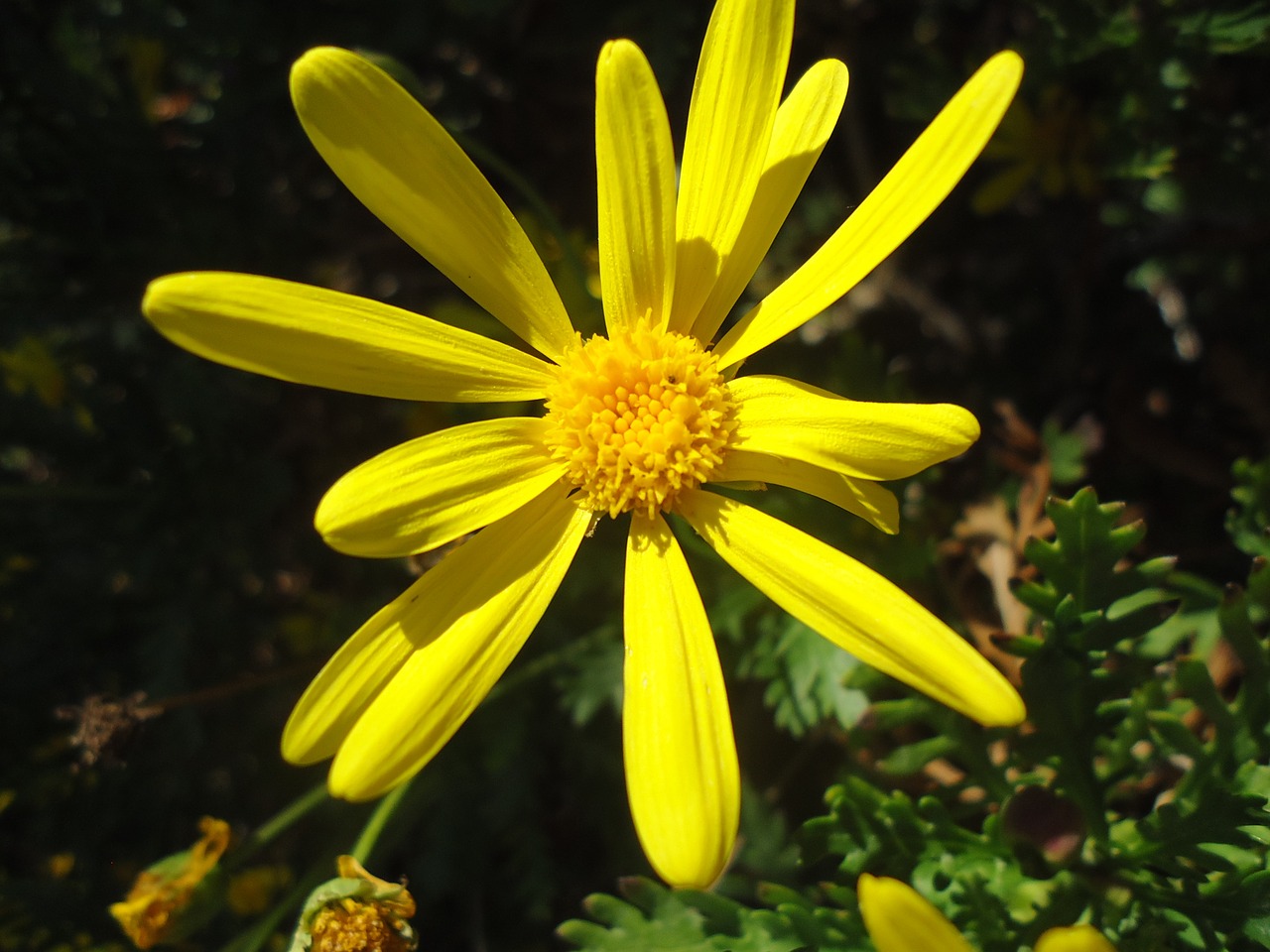 flower yellow flowering free photo