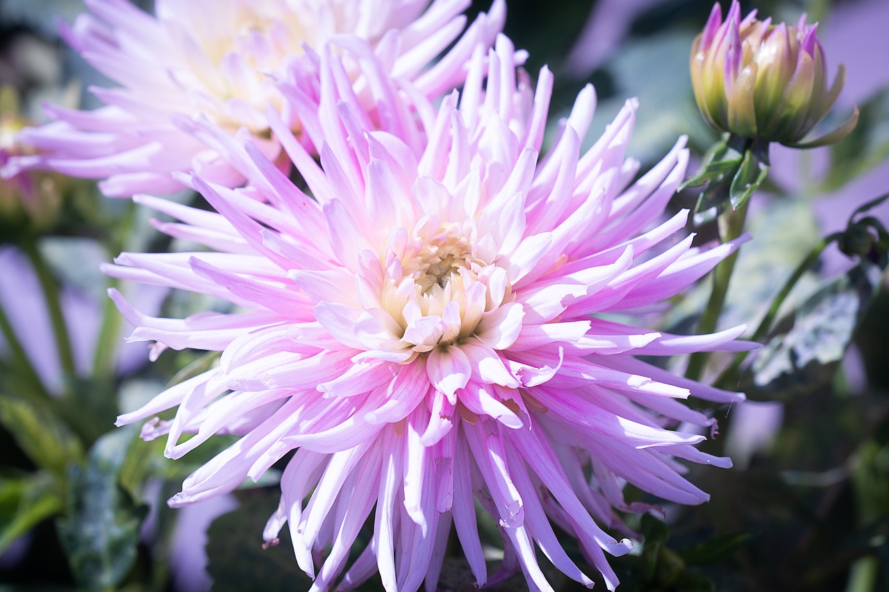 flower  pink  raghavendra free photo