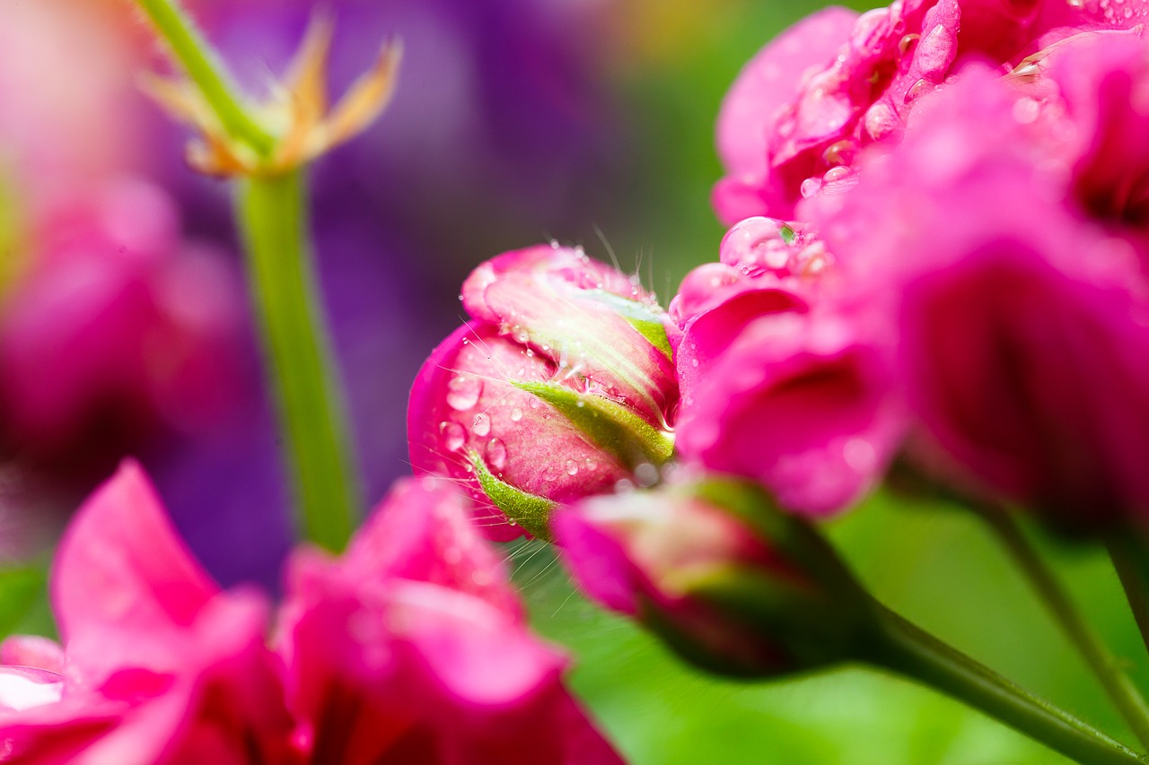 flower  pink  macro free photo